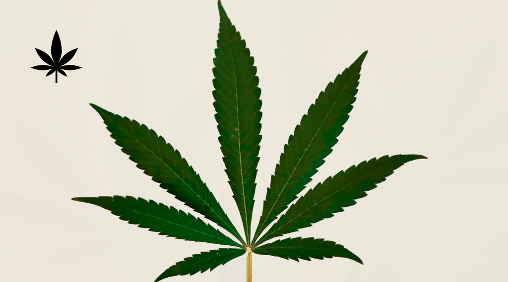 hemp vs marijuana 