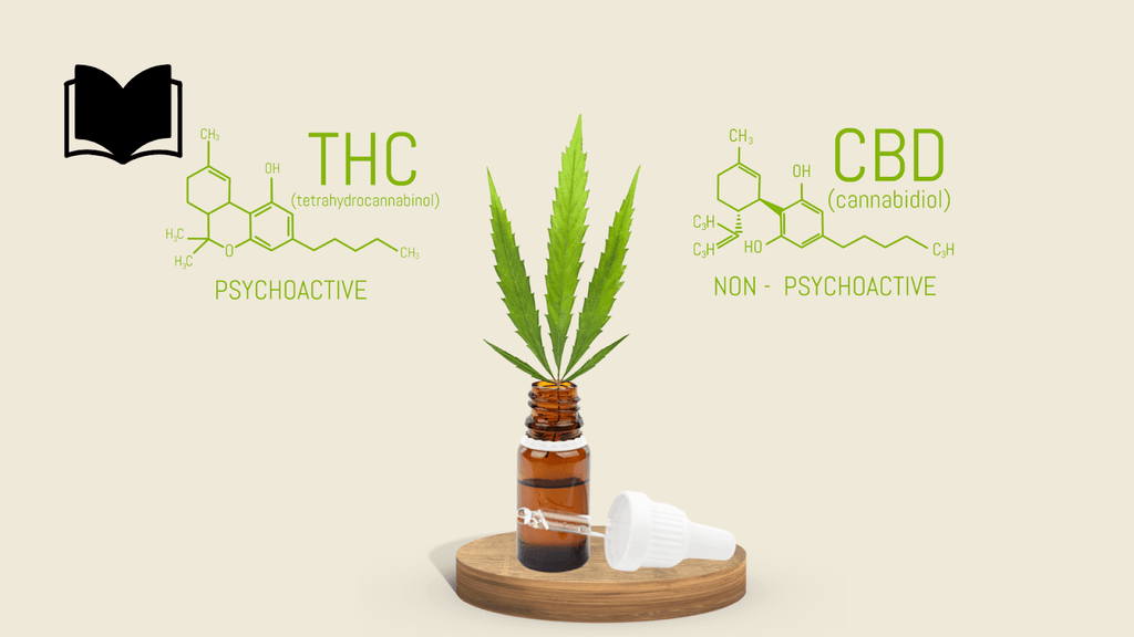 Key Differences Between THC And CBD 
