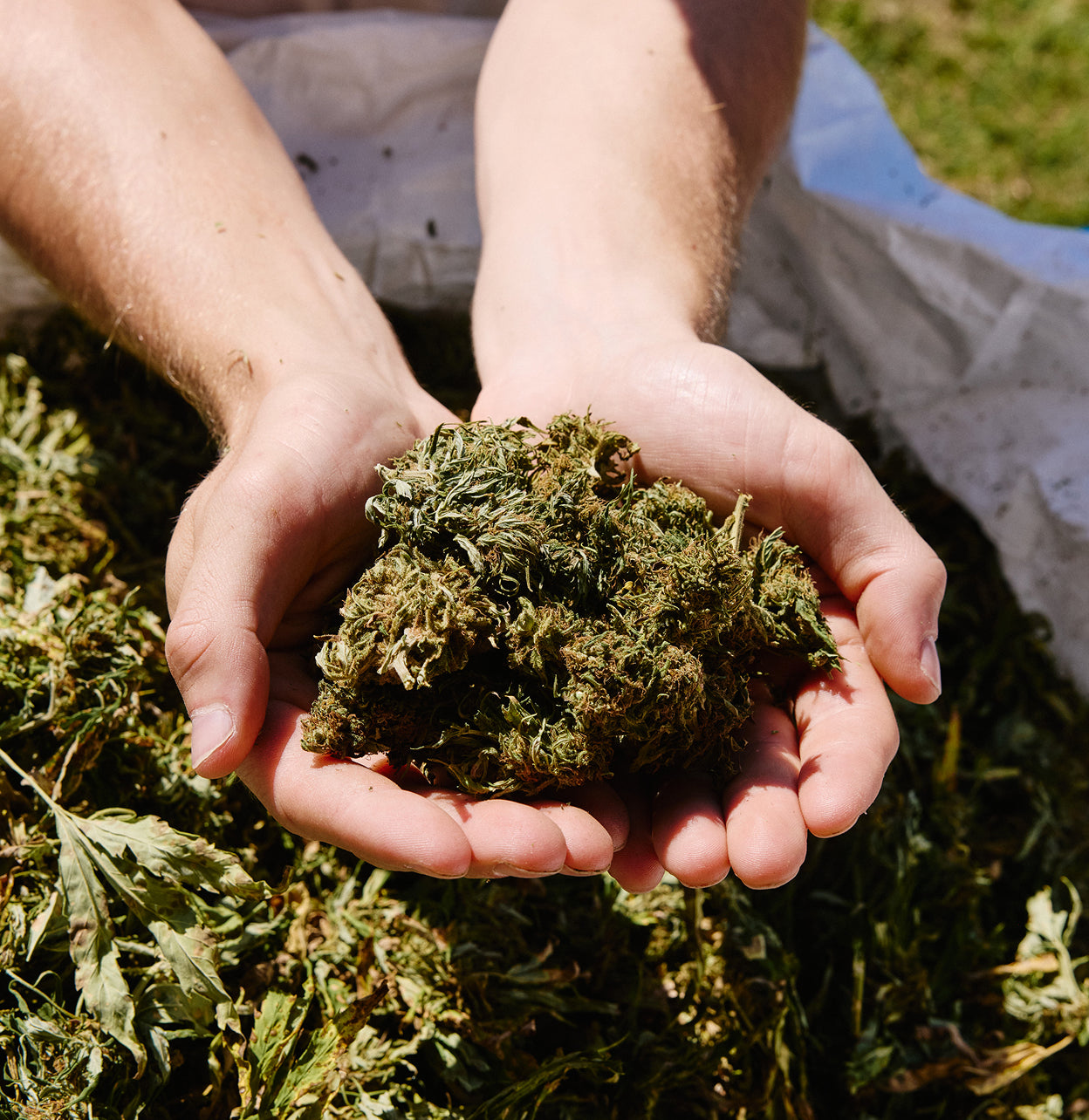 Help Save Hemp – BATCH