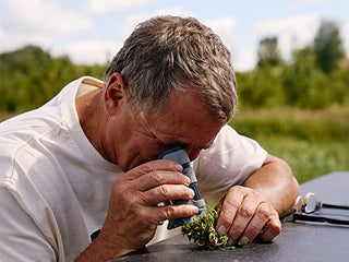 Sunsoil, Recovery CBD Gummies, Full Spectrum, Orange, 30ct, 300mg CBD CBD market